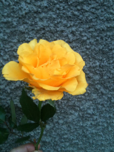 Viva - Trandafiri clasici si spray