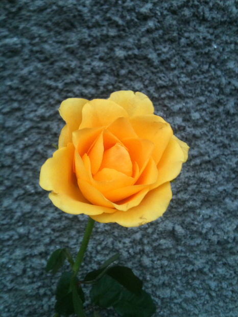 Moonwalk (diferit de anteriorul..) - Trandafiri clasici si spray