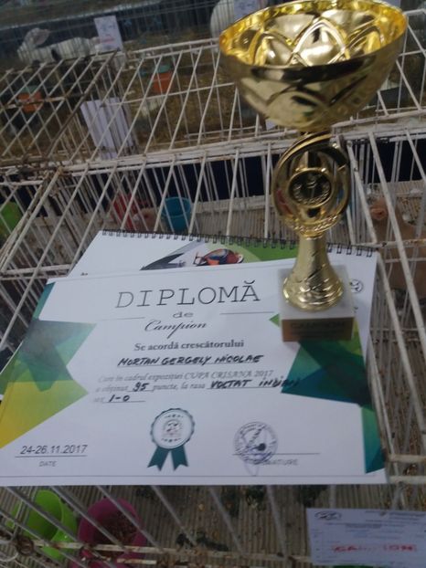 25.11.2017 - REZULTATELE MELE IN EXPO