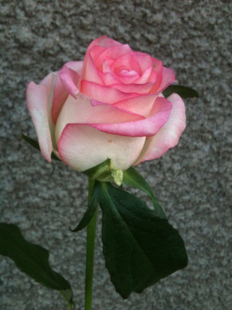 Lovely Jewel - Trandafiri clasici si spray