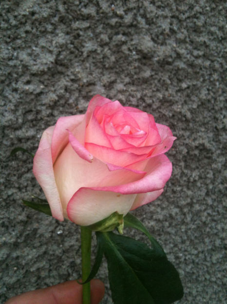 Lovely Jewel - Trandafiri clasici si spray