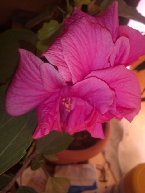  - flori din curte si casa