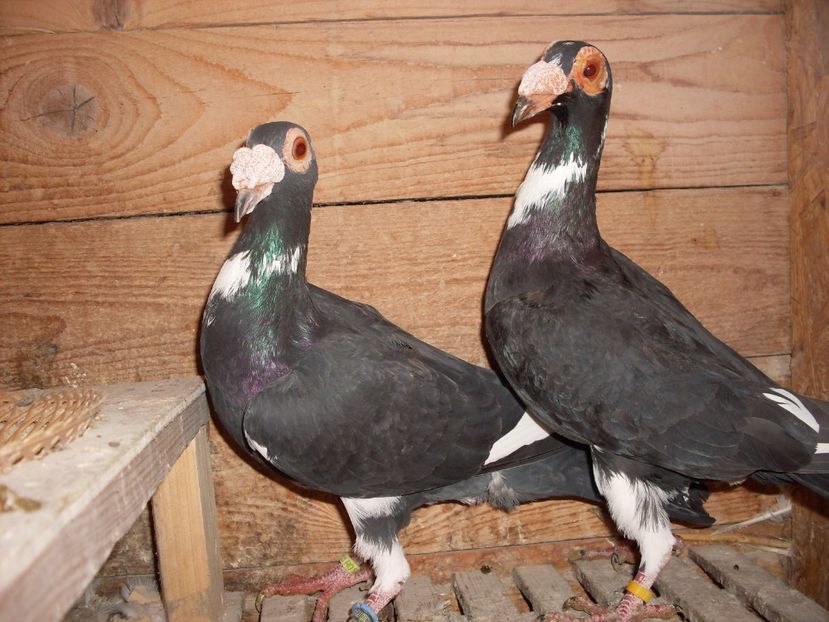  - MATCA CARIERI 2018