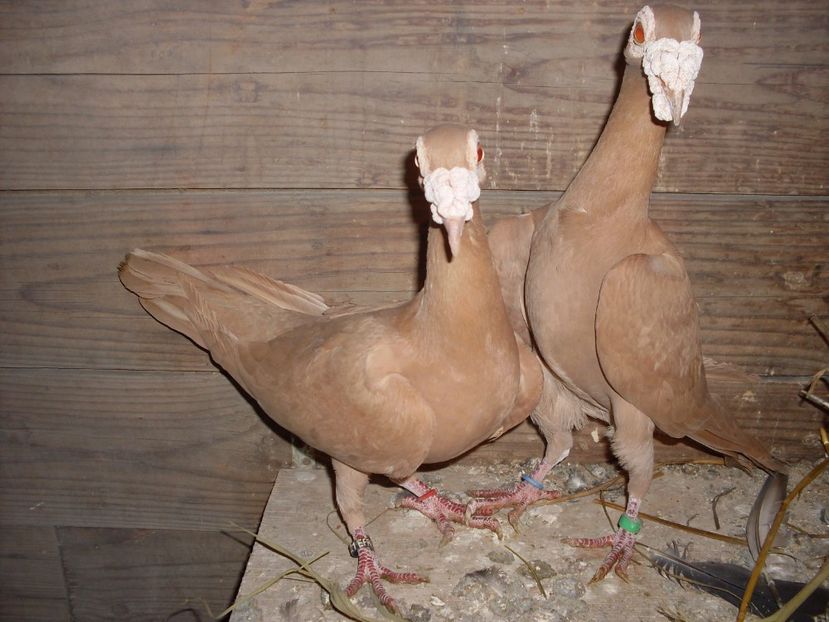  - MATCA CARIERI 2018