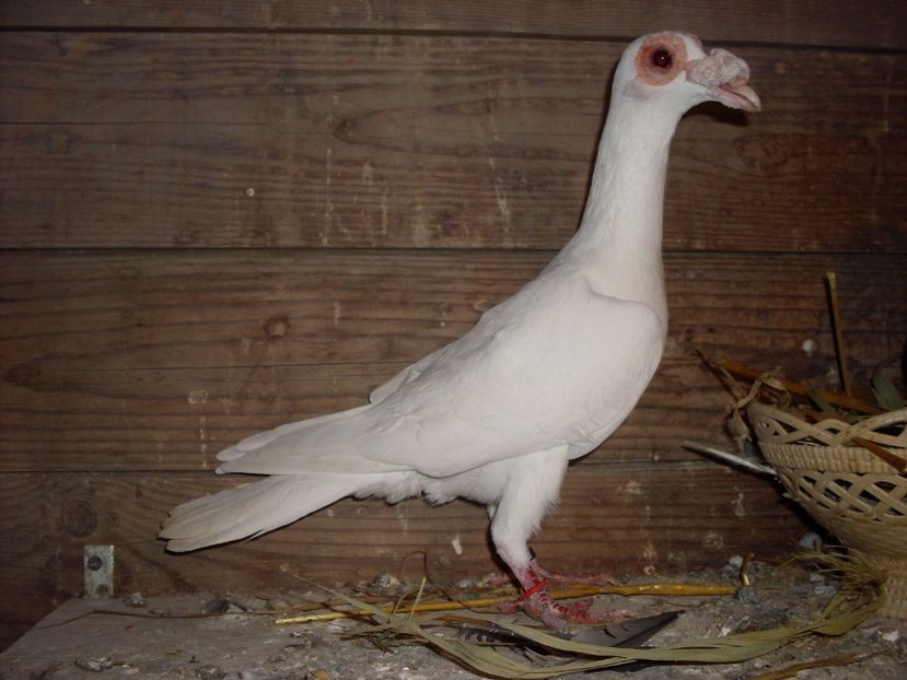  - MATCA CARIERI 2018