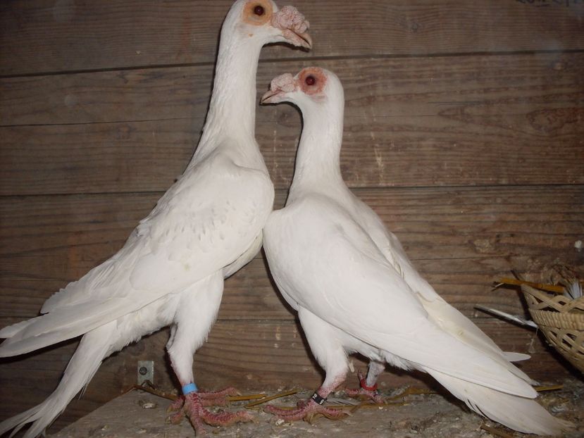  - MATCA CARIERI 2018