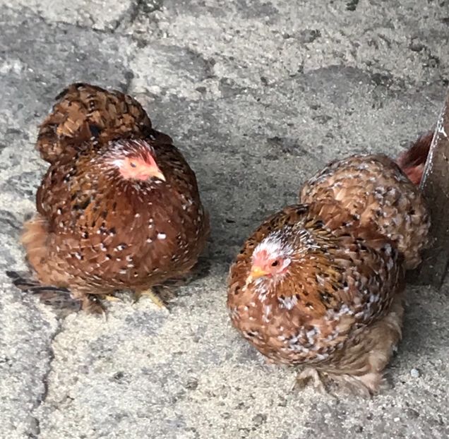 Puici Seria 1 - Cochinchina pitic portelan 2018