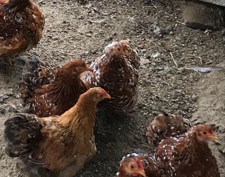 Seria 2 - Cochinchina pitic portelan 2018