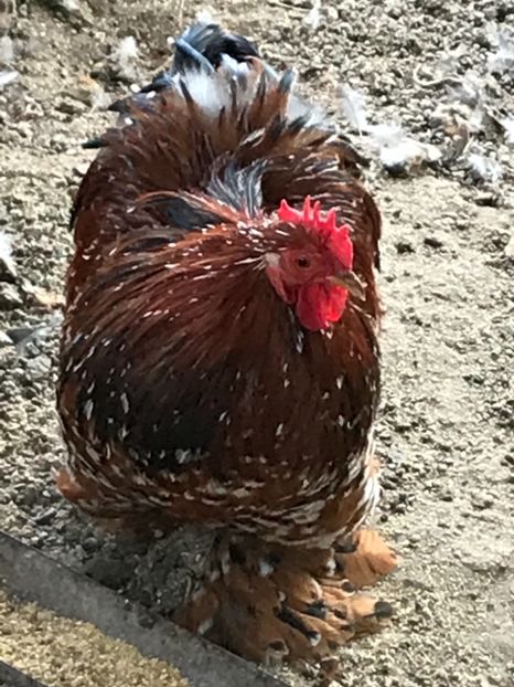 Cocos 2017 sange proaspat - Cochinchina pitic portelan 2018