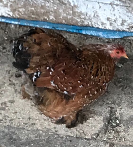 Puica Seria 1 - Cochinchina pitic portelan 2018