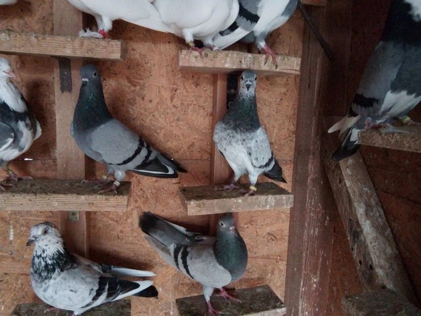 24115625_1246299738802960_1428419646_o - De vanzare nov 2017