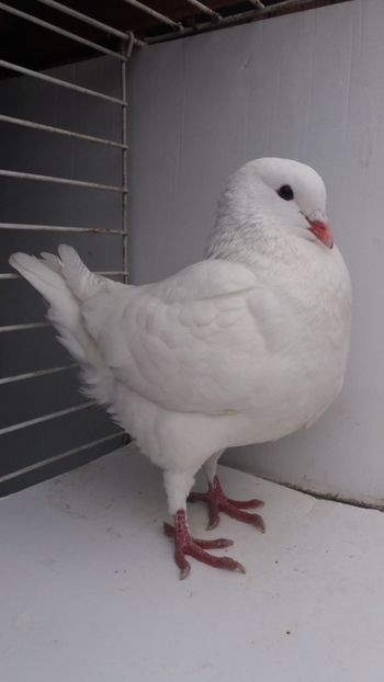 F 2017 vanduta - De vanzare kingi