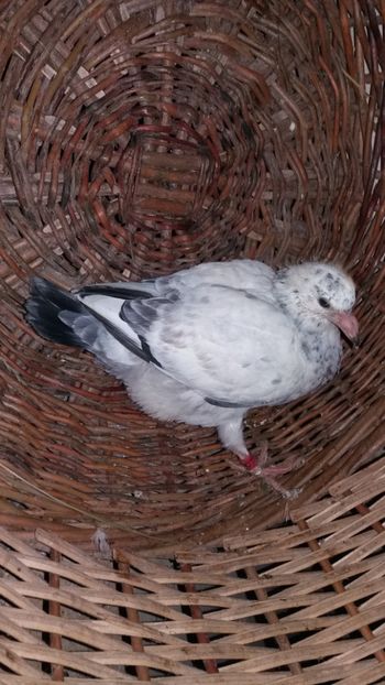 vanduta - De vanzare voiajori pui 2017