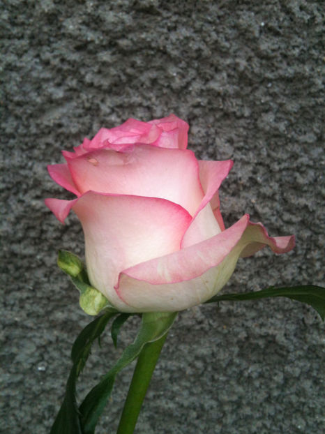 Lovely Jewel - Trandafiri clasici si spray