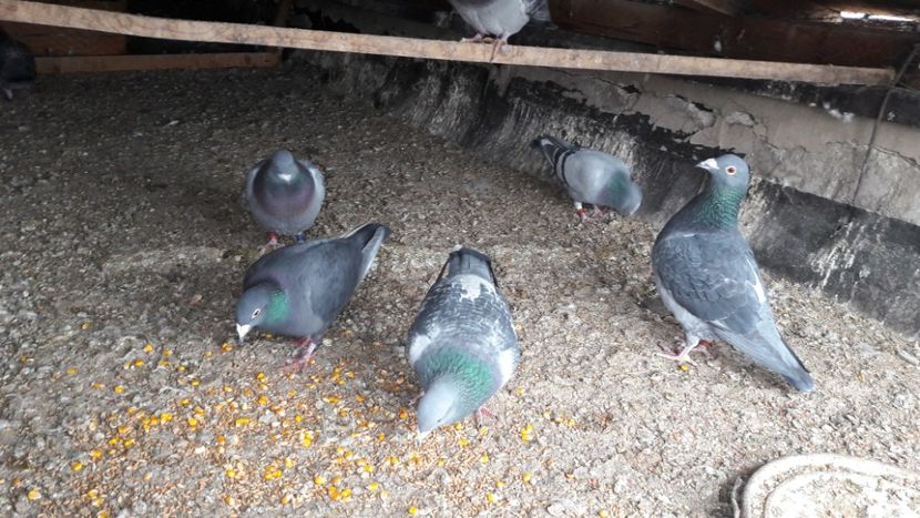  - Noi achizitii 2017