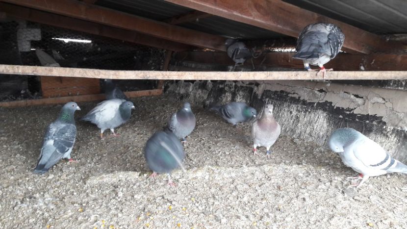  - Noi achizitii 2017