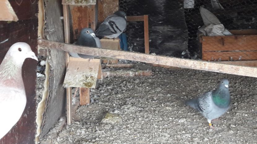  - Noi achizitii 2017