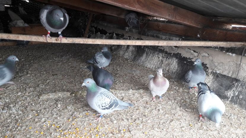  - Noi achizitii 2017