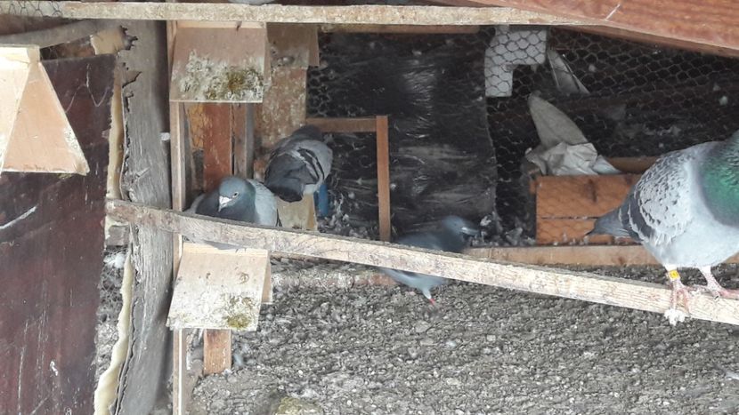  - Noi achizitii 2017