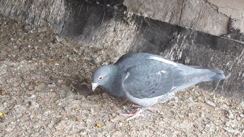  - Noi achizitii 2017