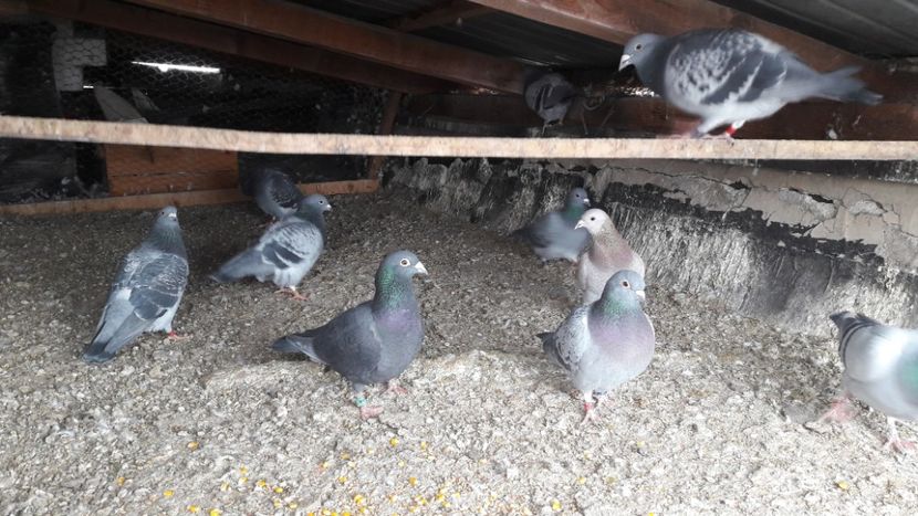  - Noi achizitii 2017