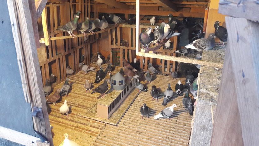  - Noi achizitii 2017