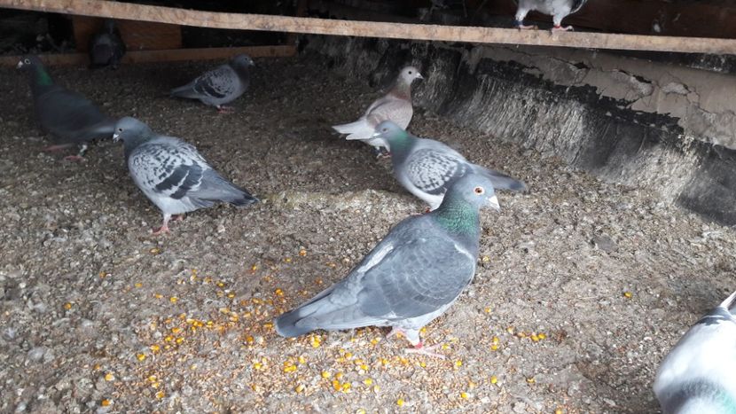  - Noi achizitii 2017