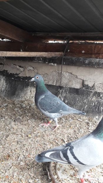  - Noi achizitii 2017