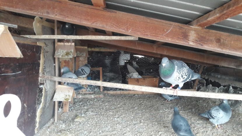  - Noi achizitii 2017