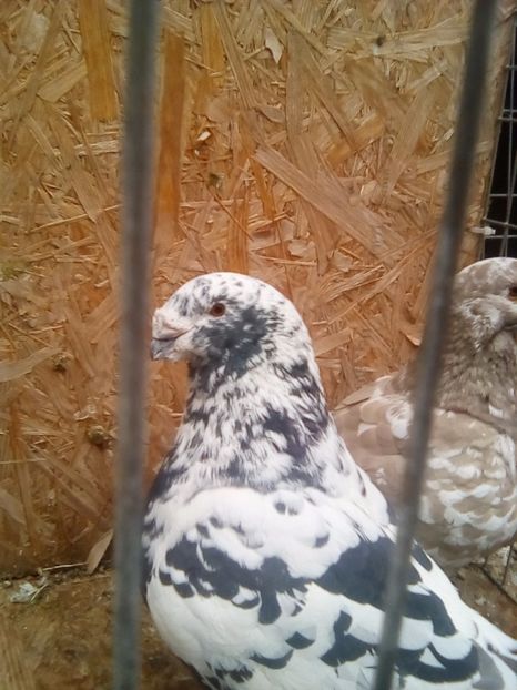  - porumbei americani