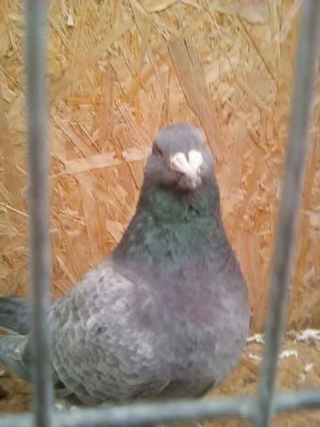  - porumbei americani