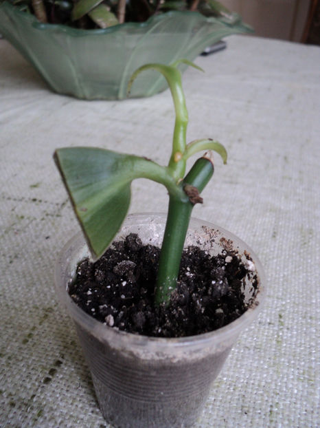 20 nov 2017 . Un puiut,aproape gata de plecare... - Vanilia