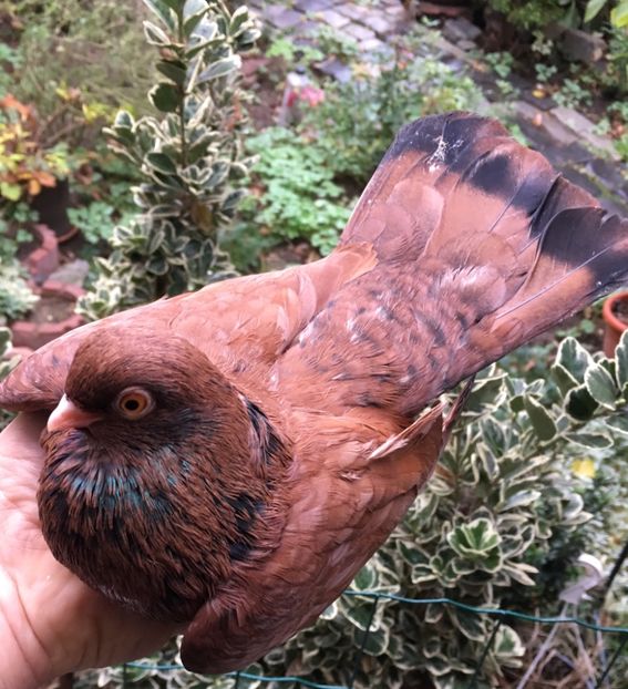 C9CC48E5-3B1E-4704-8E3E-4FF67E5A84B8 - Orbeteni Ruginii