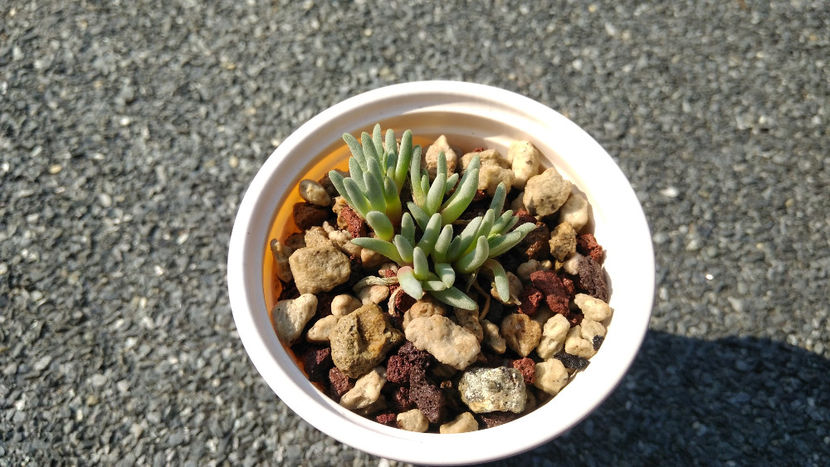 Delosperma sphalmanthoides (pierduta) - Aizoaceae 2017