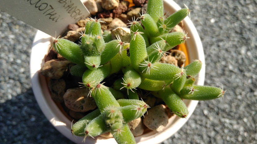 Trichodiadema marlothii - Aizoaceae 2017