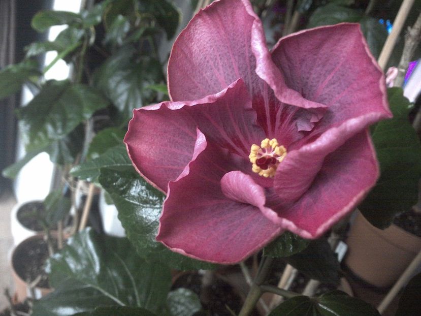 WIN_20171127_101941 - Tahitian Raspberry Star