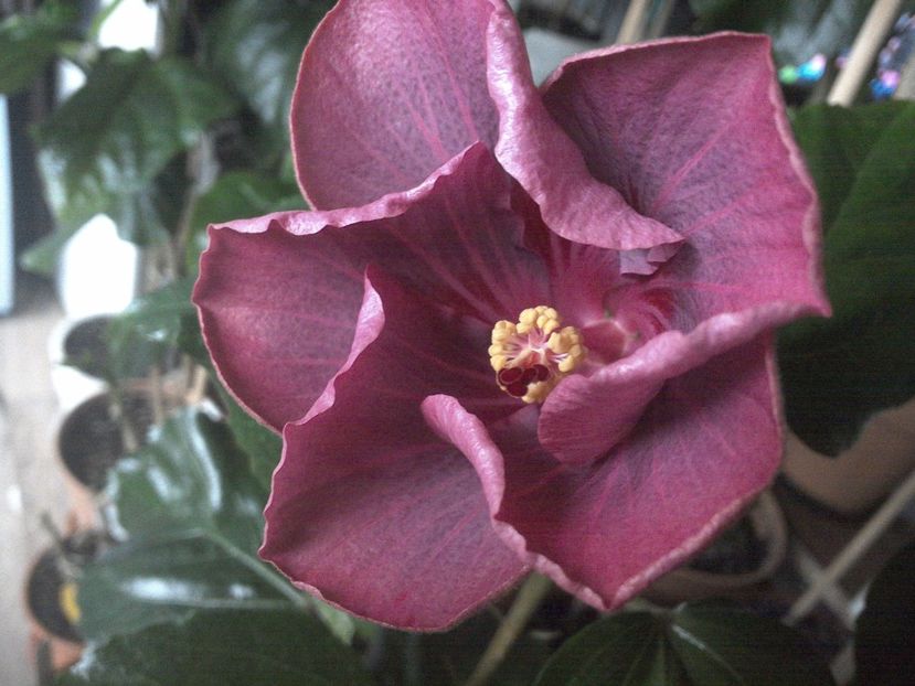 WIN_20171127_101946 - Tahitian Raspberry Star