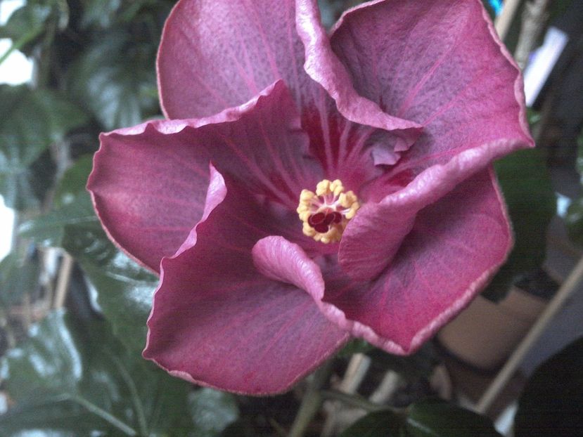 WIN_20171127_101953 - Tahitian Raspberry Star