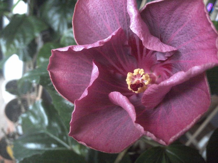 WIN_20171127_101958 - Tahitian Raspberry Star