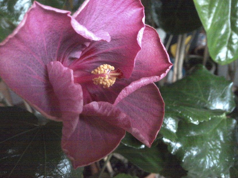 WIN_20171127_102155 - Tahitian Raspberry Star