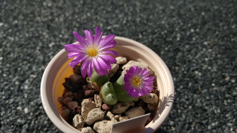 Conophytum violaciflorum6 - Aizoaceae 2017