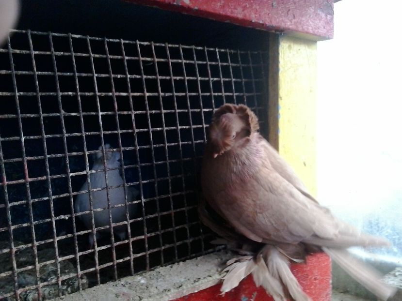 2017-11-27 12.37.31 - GENETICA