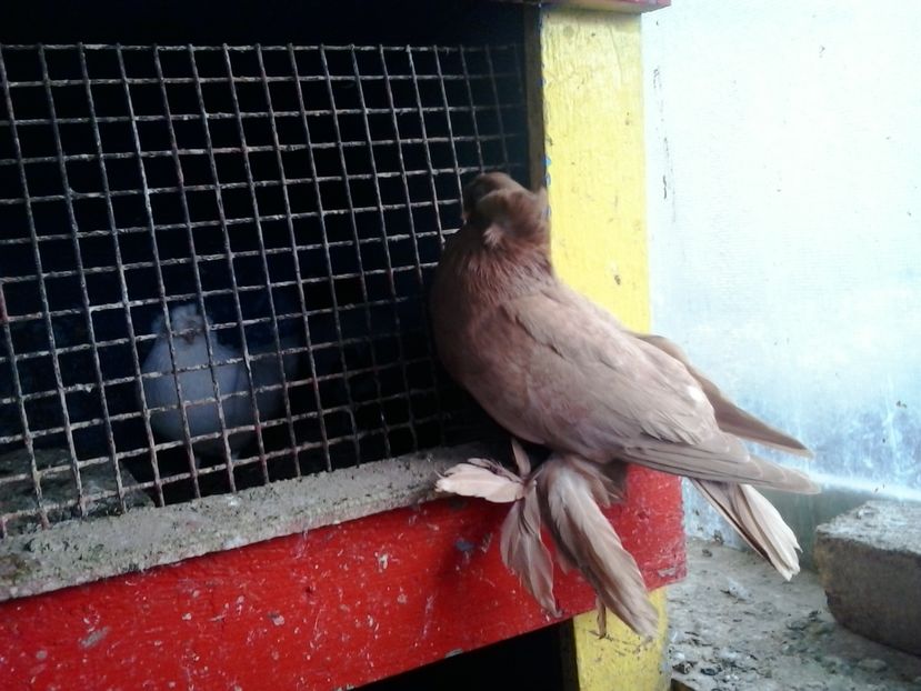 2017-11-27 12.42.56 - GENETICA