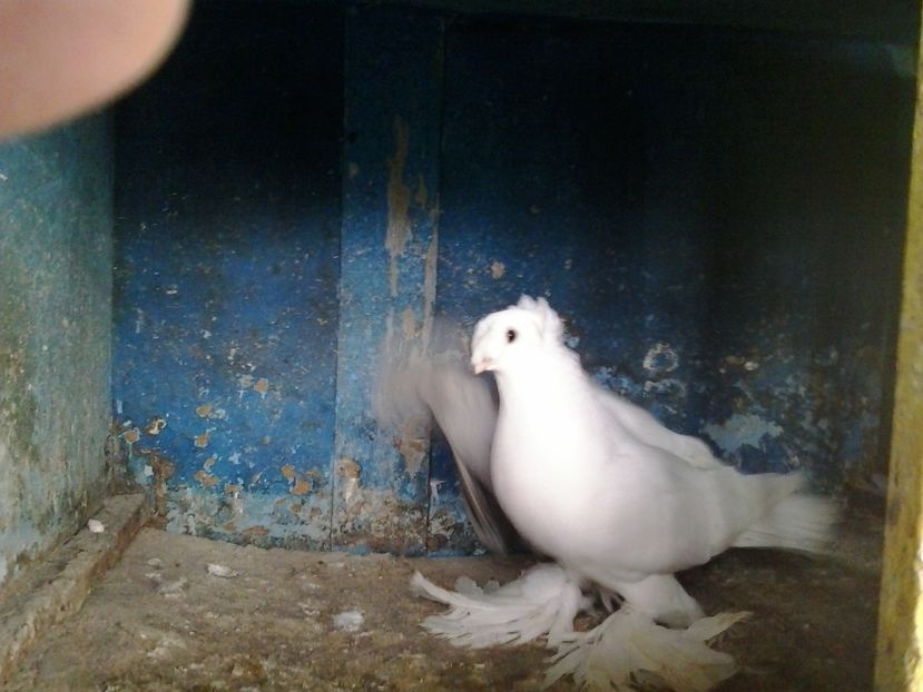 2017-11-27 12.51.53 - GENETICA