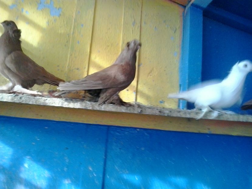 2017-11-27 12.48.42 - GENETICA