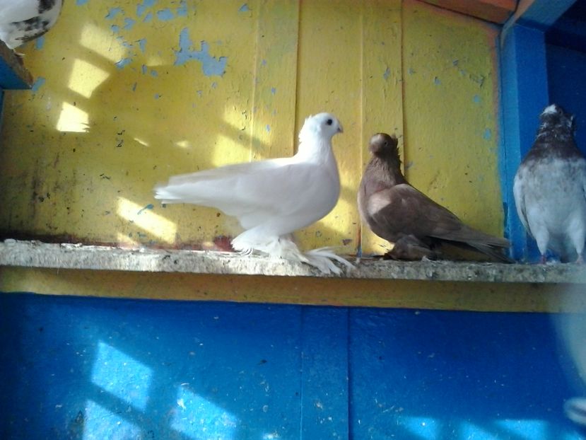 2017-11-27 12.49.15 - GENETICA