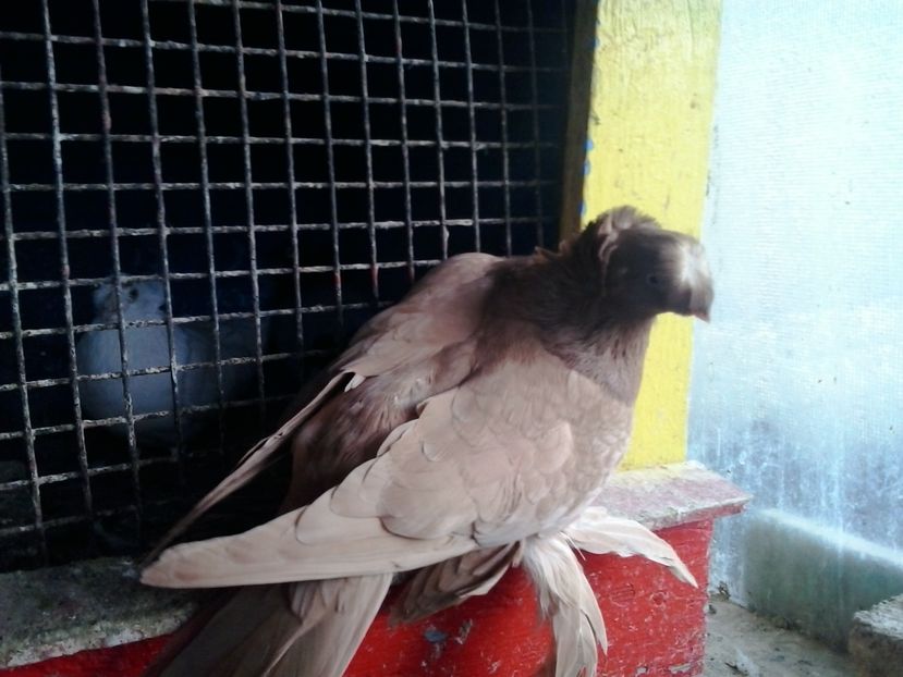 2017-11-27 12.43.09 - GENETICA