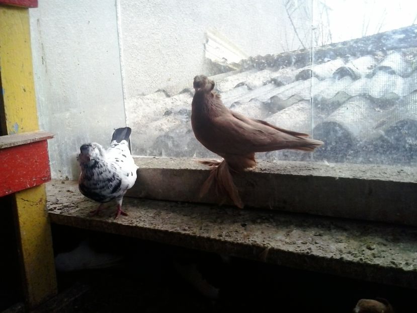 2017-11-27 12.34.49 - GENETICA