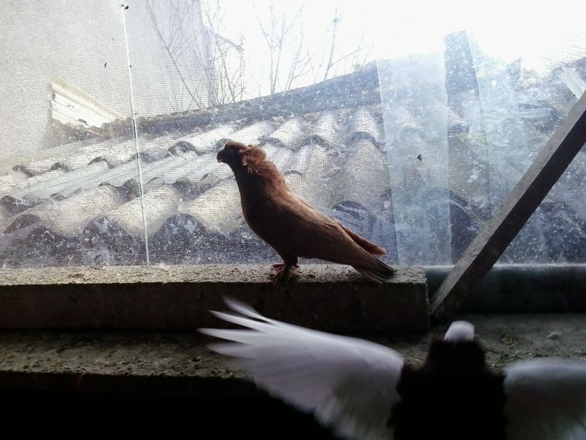 2017-11-27 12.49.50 - GENETICA