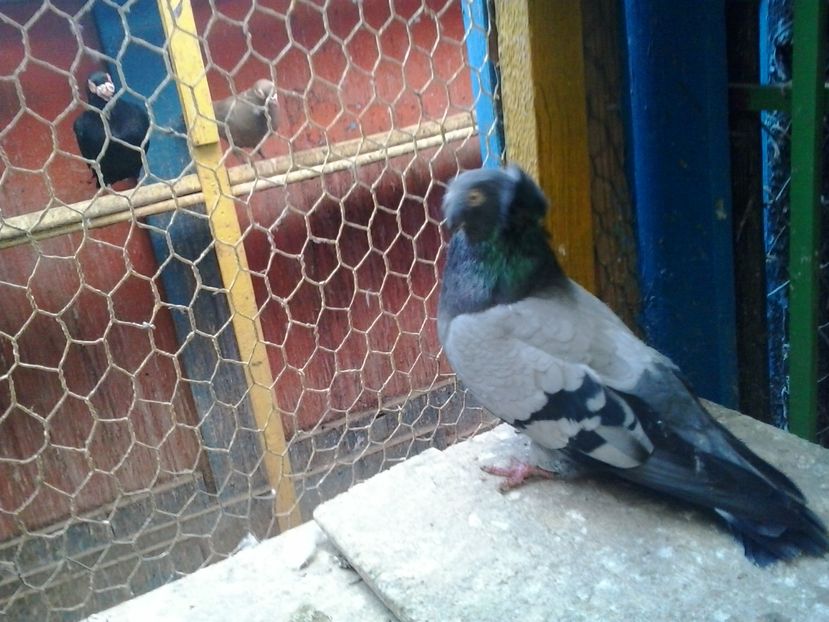 2016-11-24 13.54.05 - GENETICA